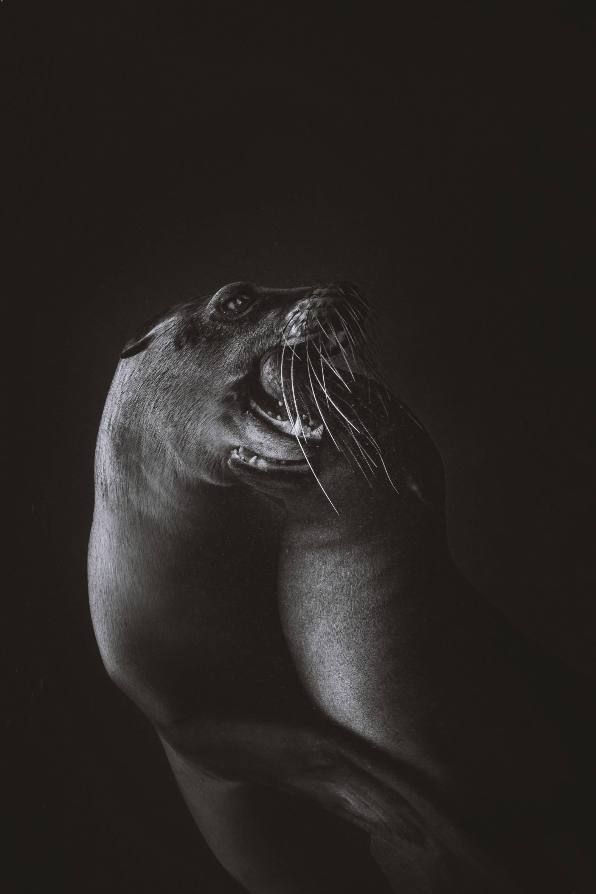 ÎLES GALAPAGOS / LION DE MER