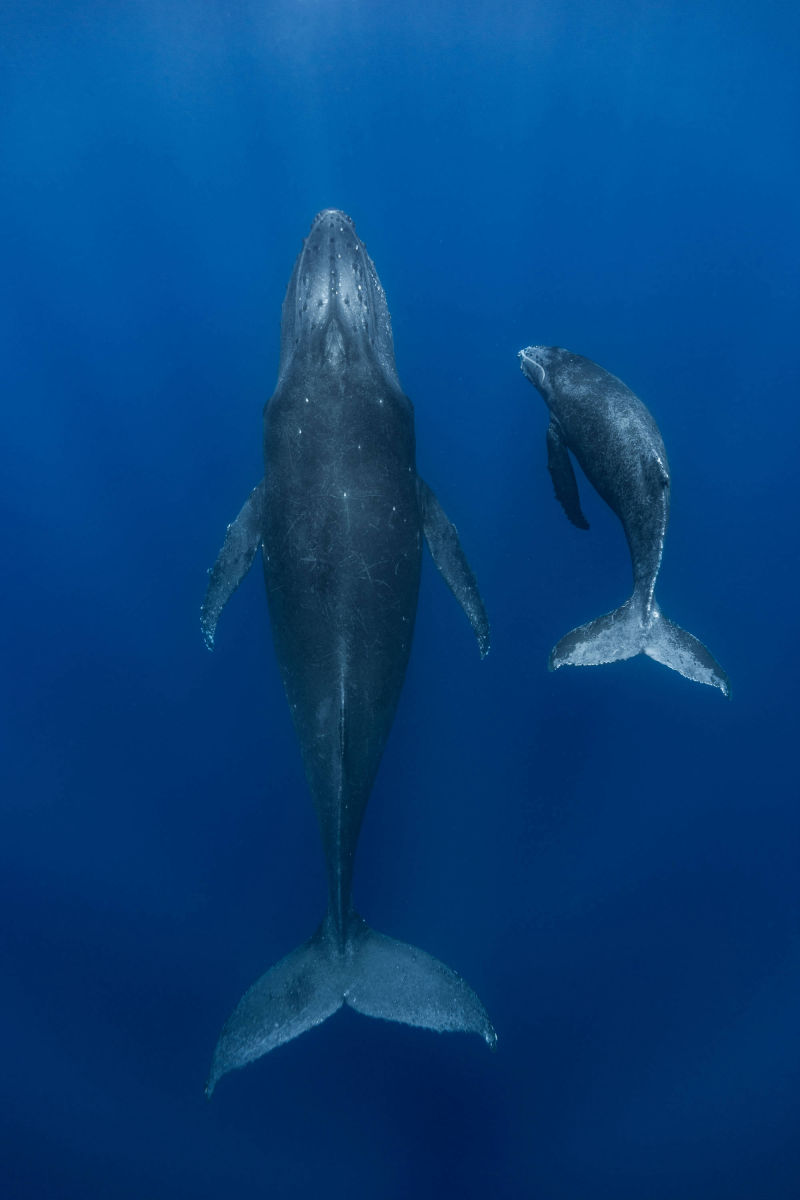 ÎLE DE LA RÉUNION / BALEINE À BOSSE