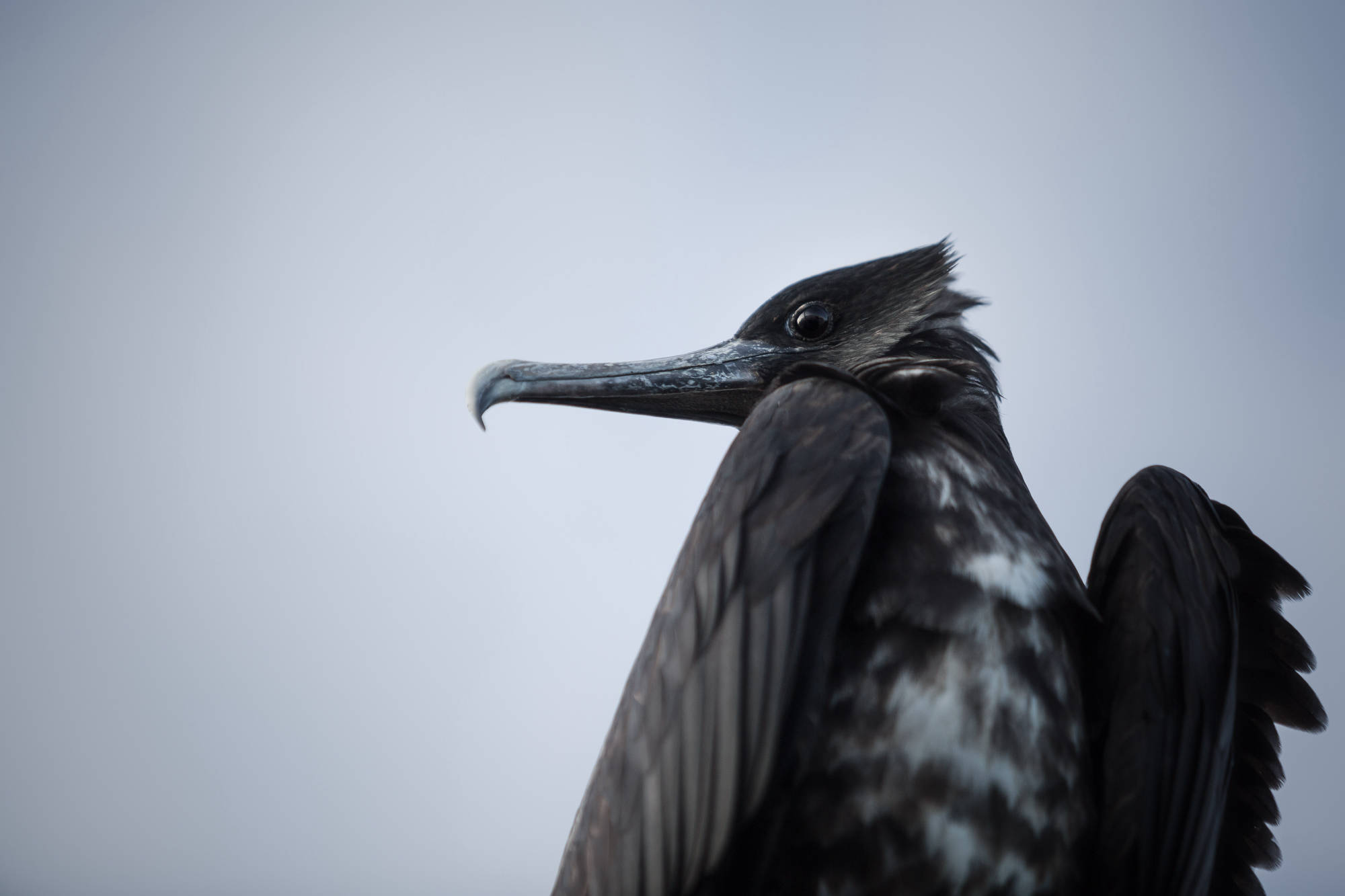 ÎLES GALAPAGOS / OISEAU