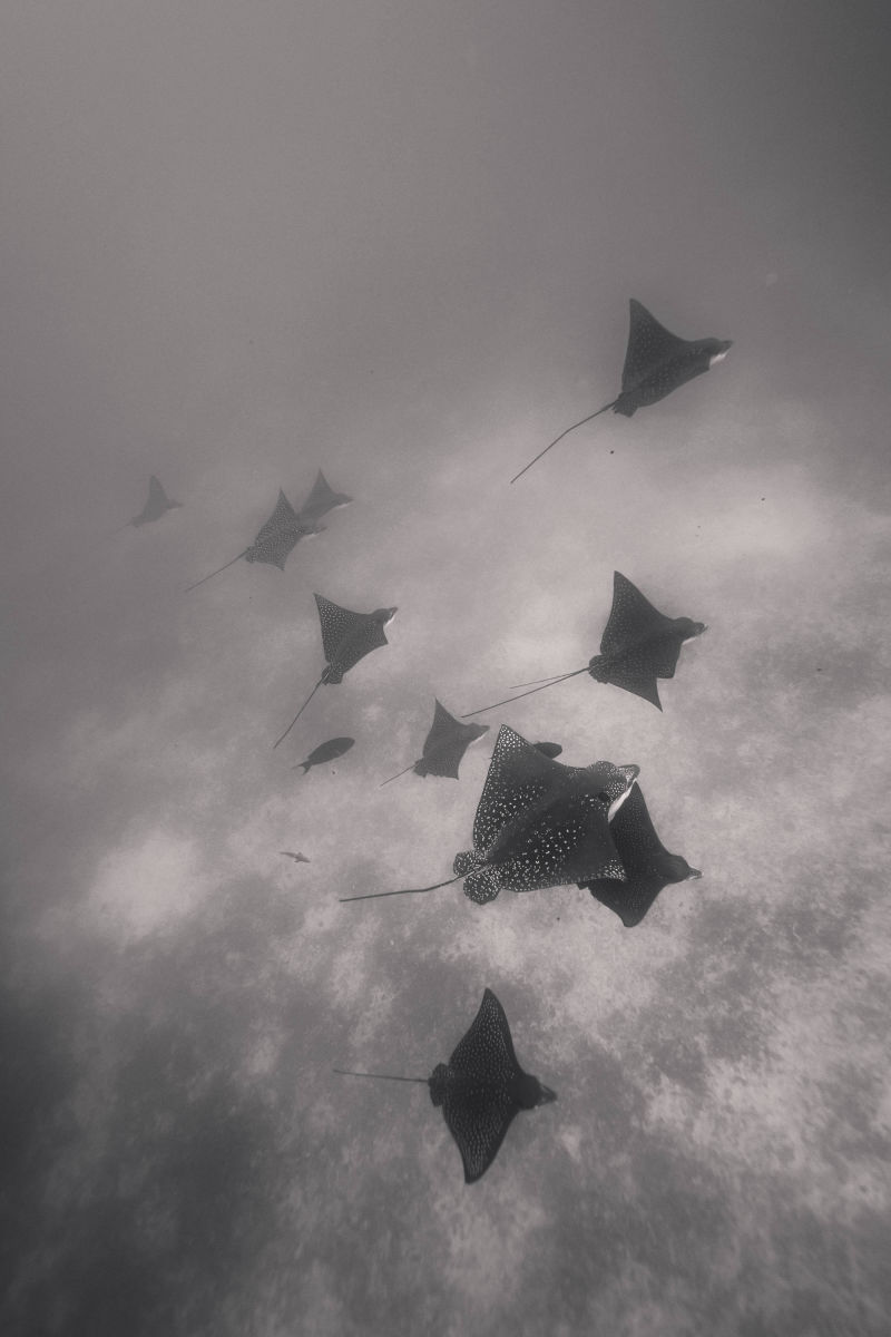 ÎLES GALAPAGOS / RAIE