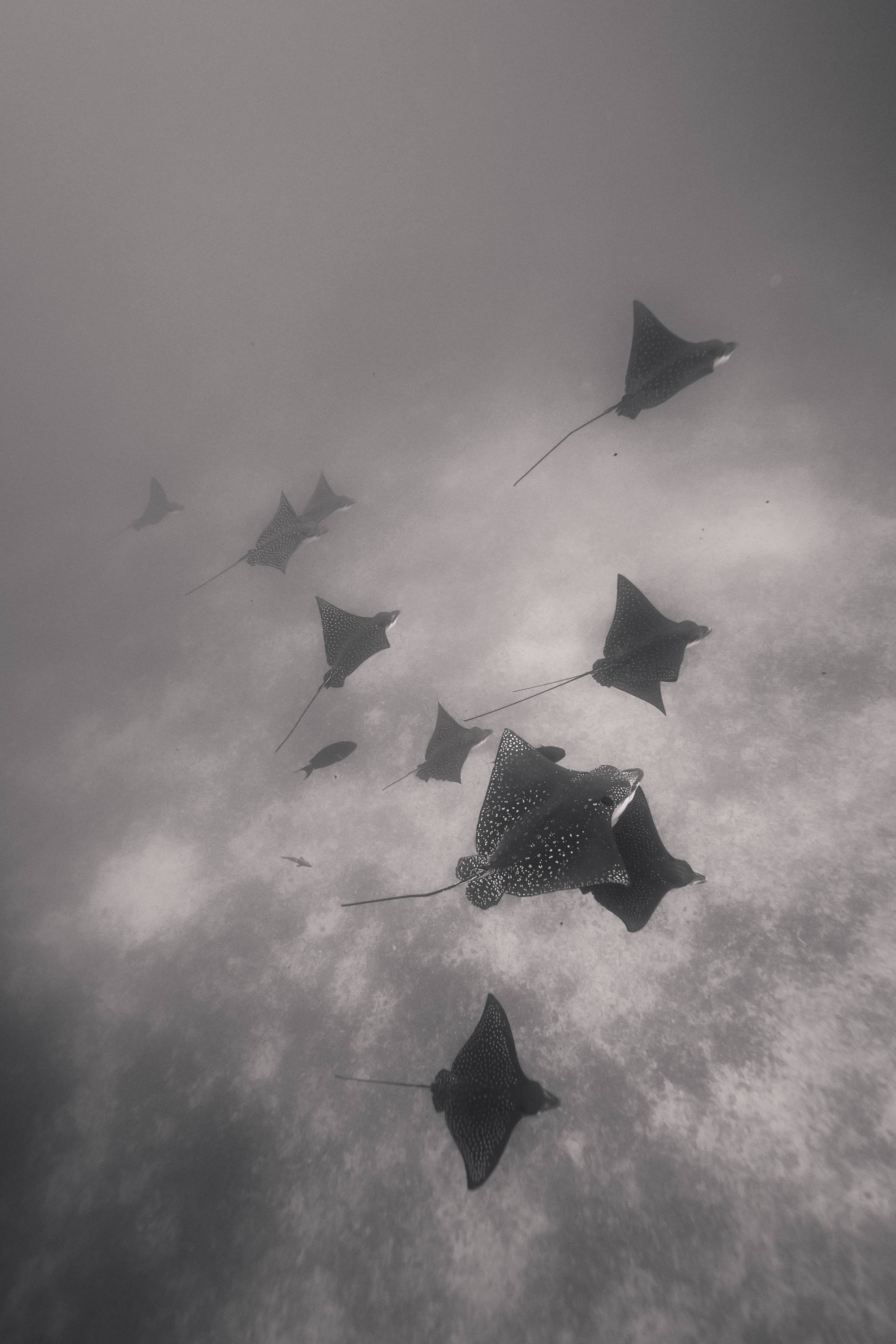 ÎLES GALAPAGOS / RAIE