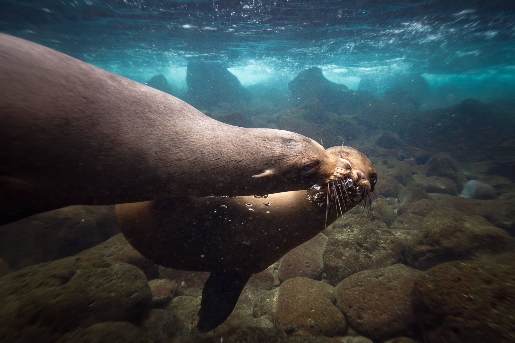 ÎLES GALAPAGOS / LION DE MER