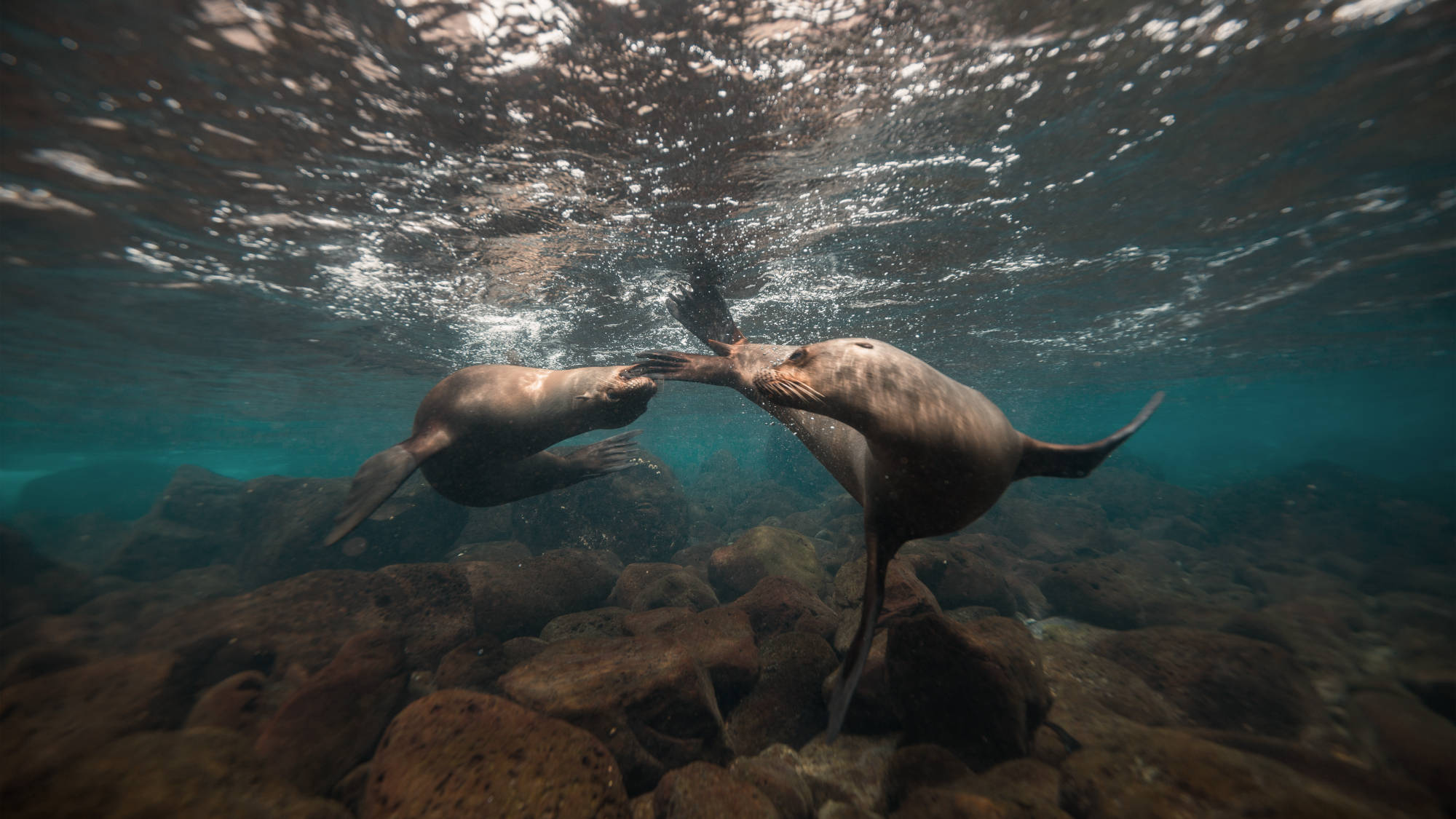 ÎLES GALAPAGOS / LION DE MER