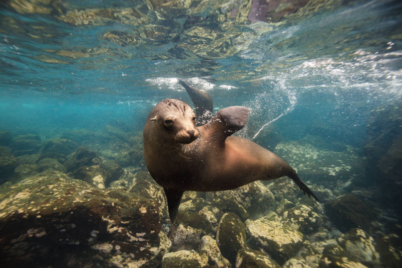 ÎLES GALAPAGOS / LION DE MER