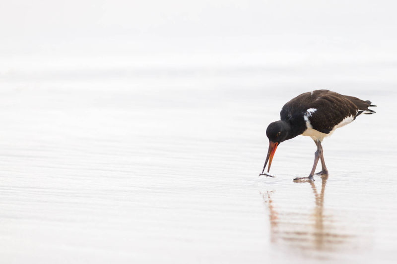 ÎLES GALAPAGOS / OISEAU