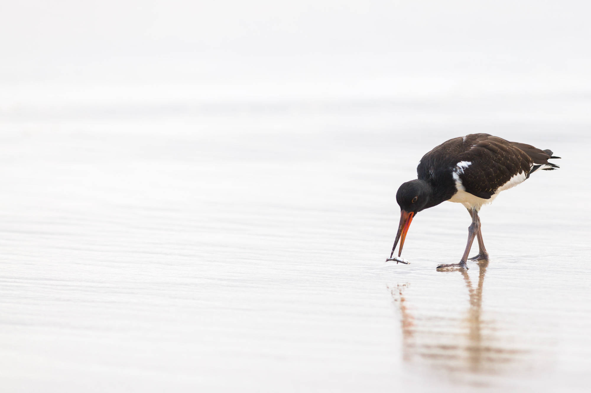 ÎLES GALAPAGOS / OISEAU