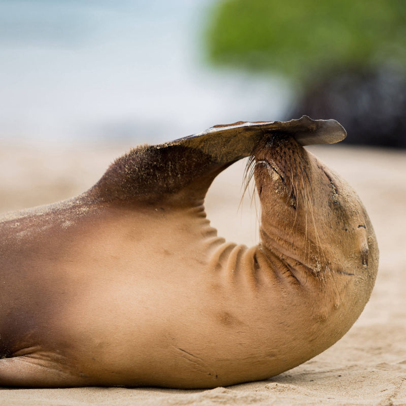 ÎLES GALAPAGOS / LION DE MER