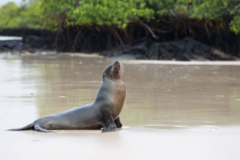 ÎLES GALAPAGOS / LION DE MER