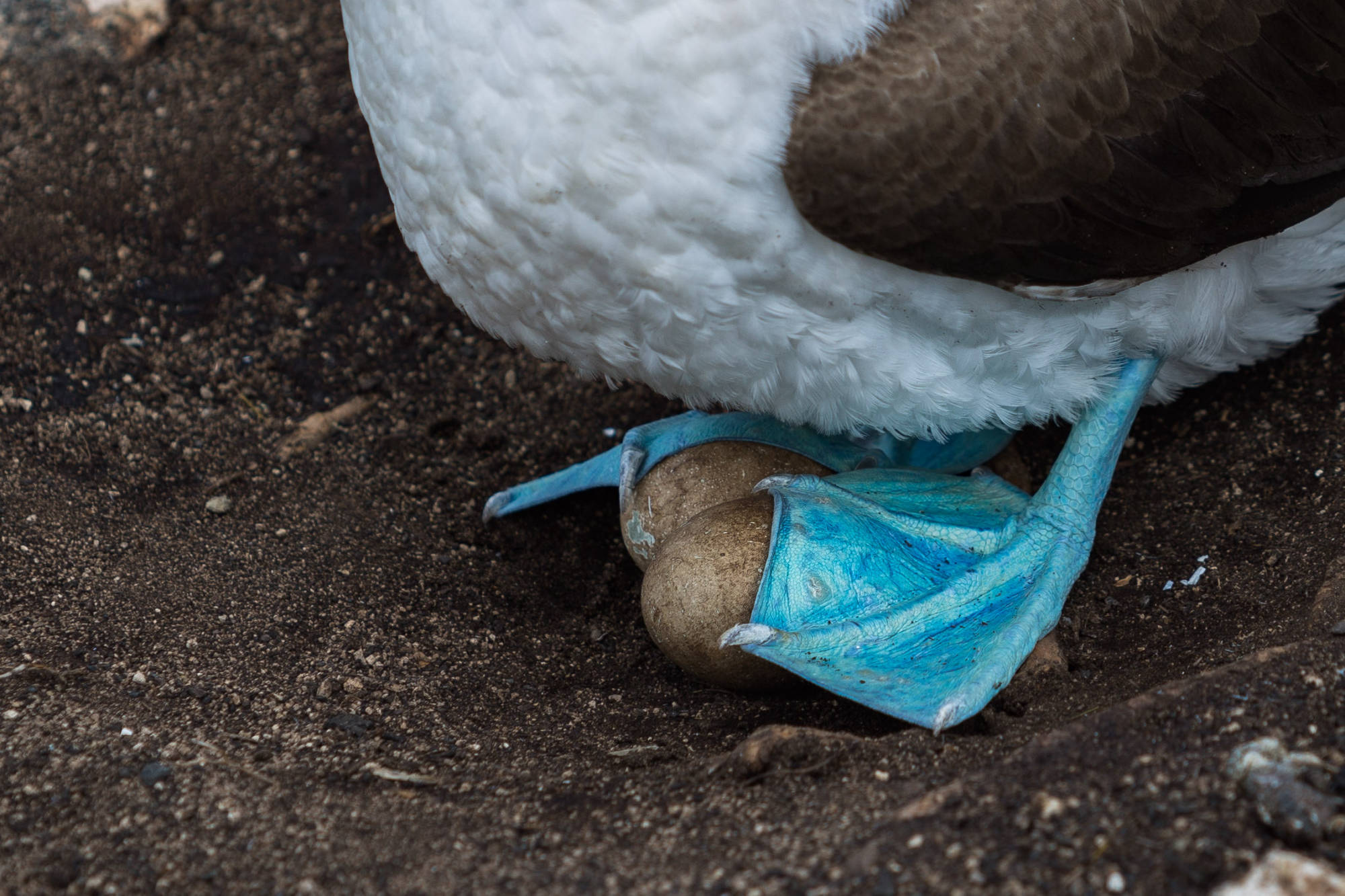 ÎLES GALAPAGOS / FOU À PIEDS BLEUS