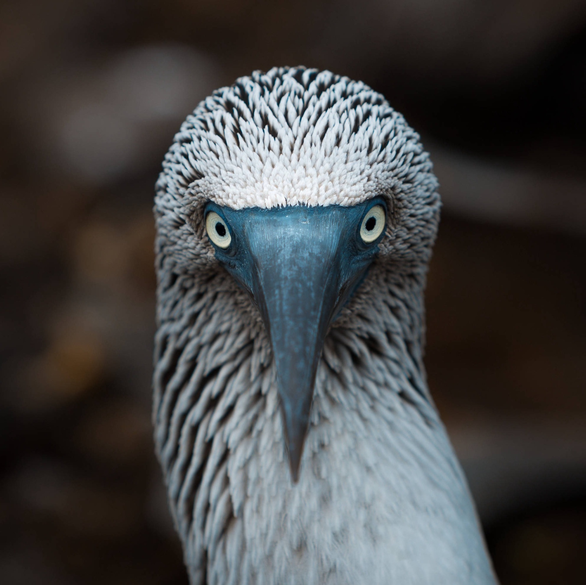 ÎLES GALAPAGOS / FOU À PIEDS BLEUS