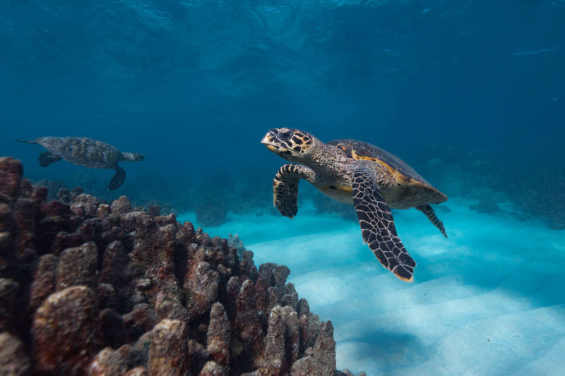 MADAGASCAR / NOSY BE / TORTUE