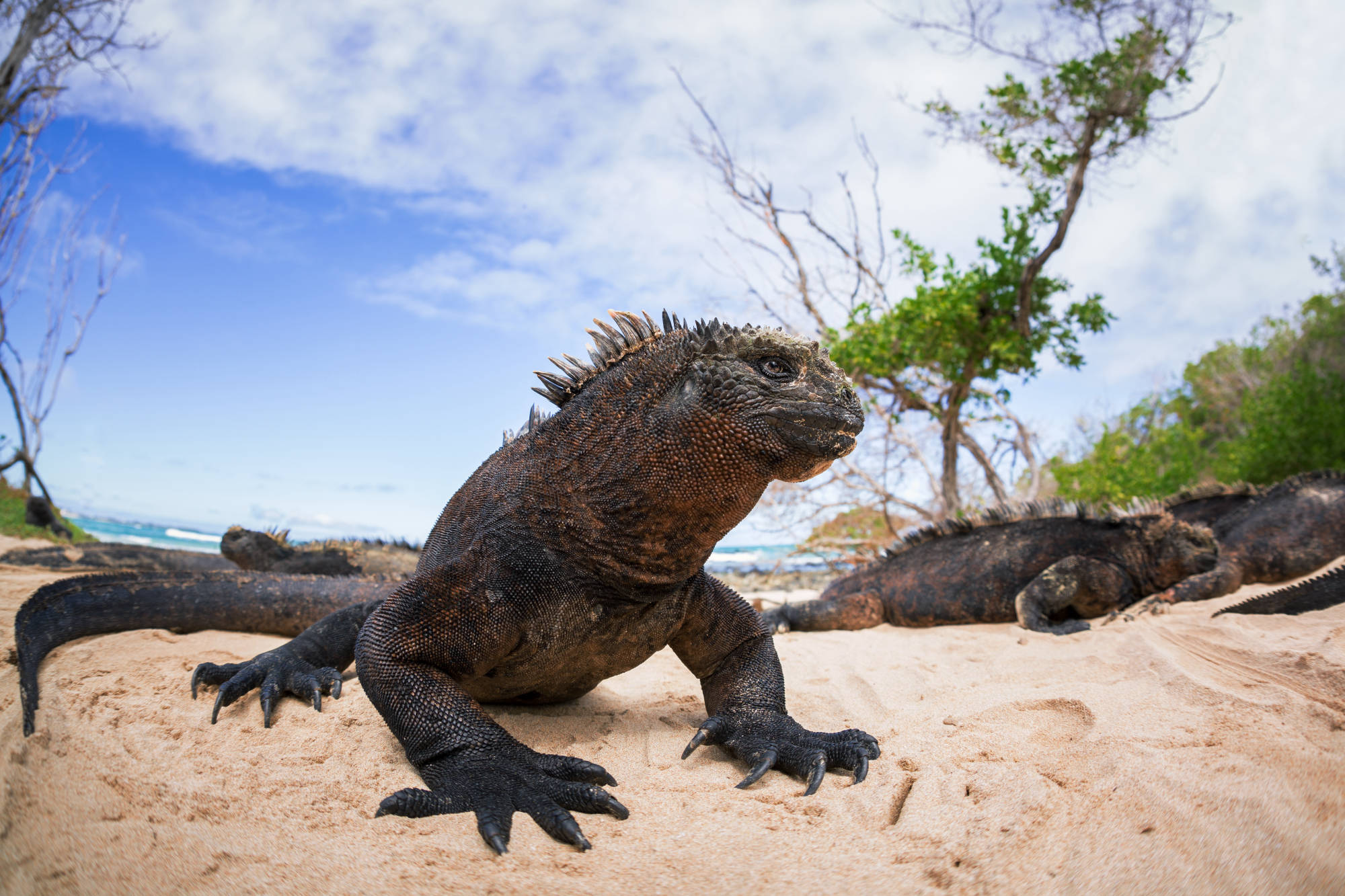 ÎLES GALAPAGOS / IGUANE