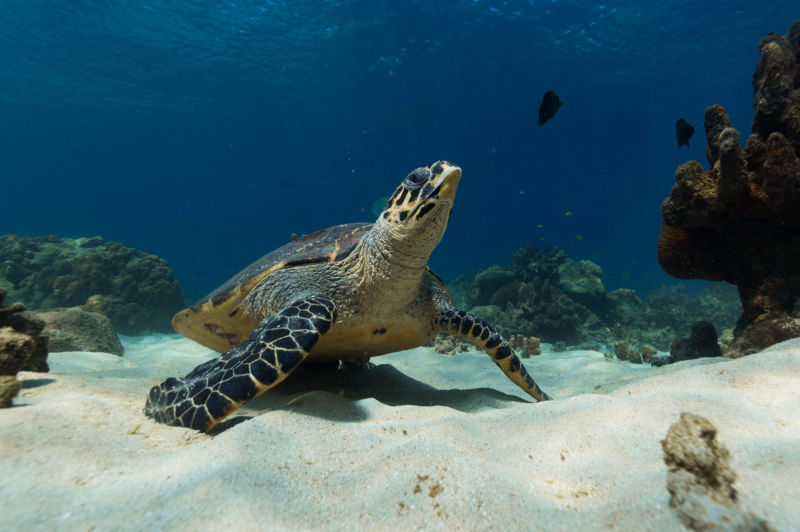 ÎLES GALAPAGOS / TORTUE