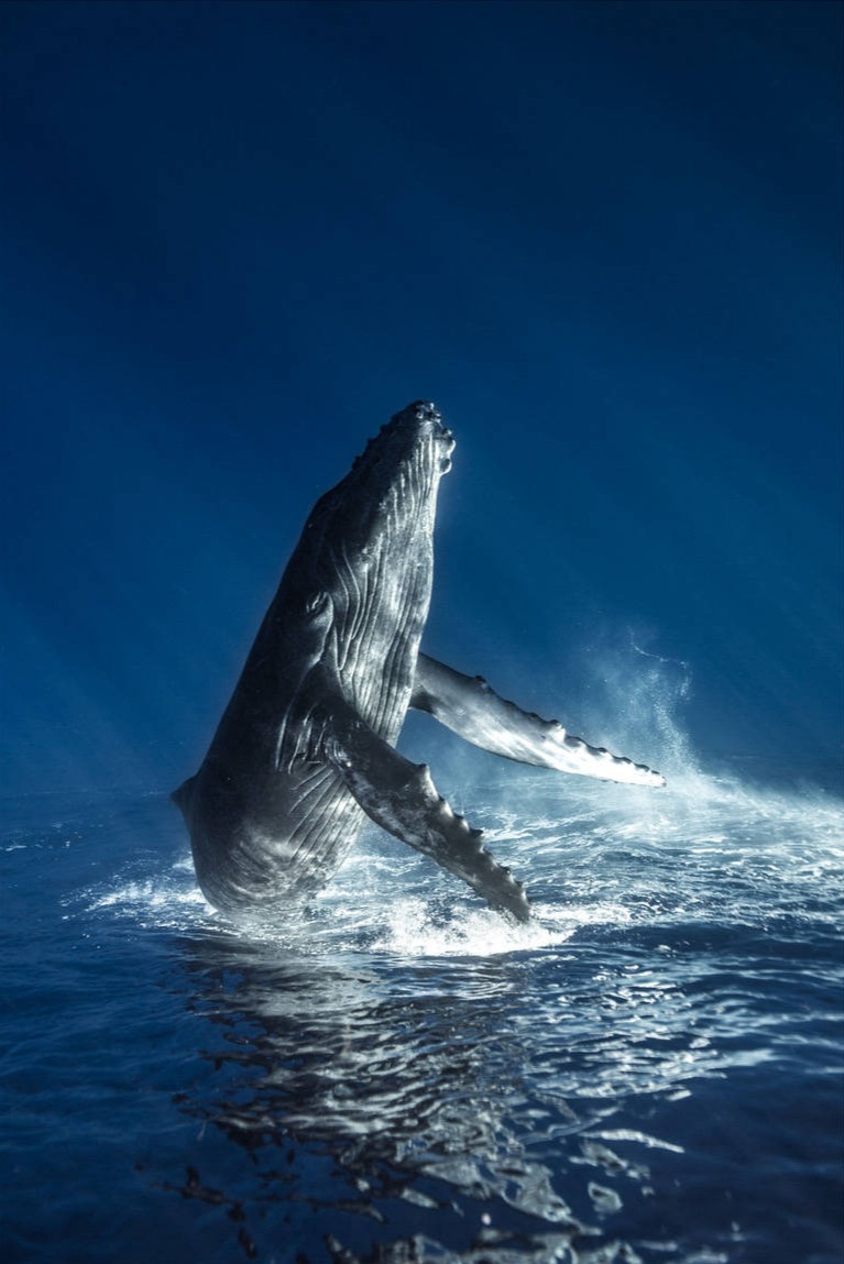 ÎLE DE LA RÉUNION / BALEINE À BOSSE