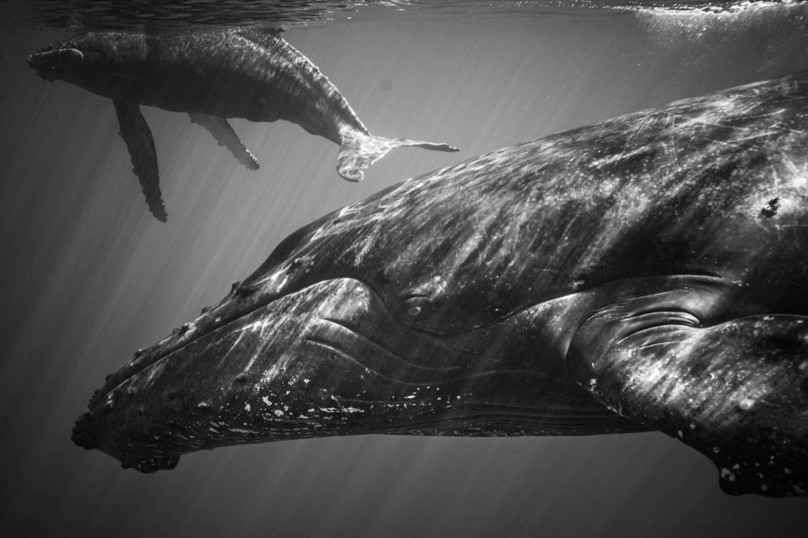 ÎLE DE LA RÉUNION / BALEINE À BOSSE