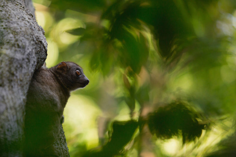 MADAGASCAR / NOSY BE / SINGE