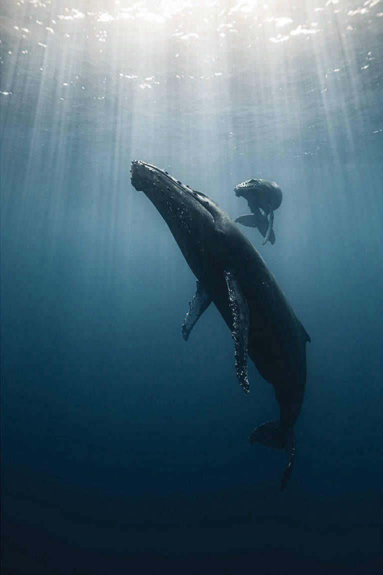 ÎLE DE LA RÉUNION / BALEINE À BOSSE