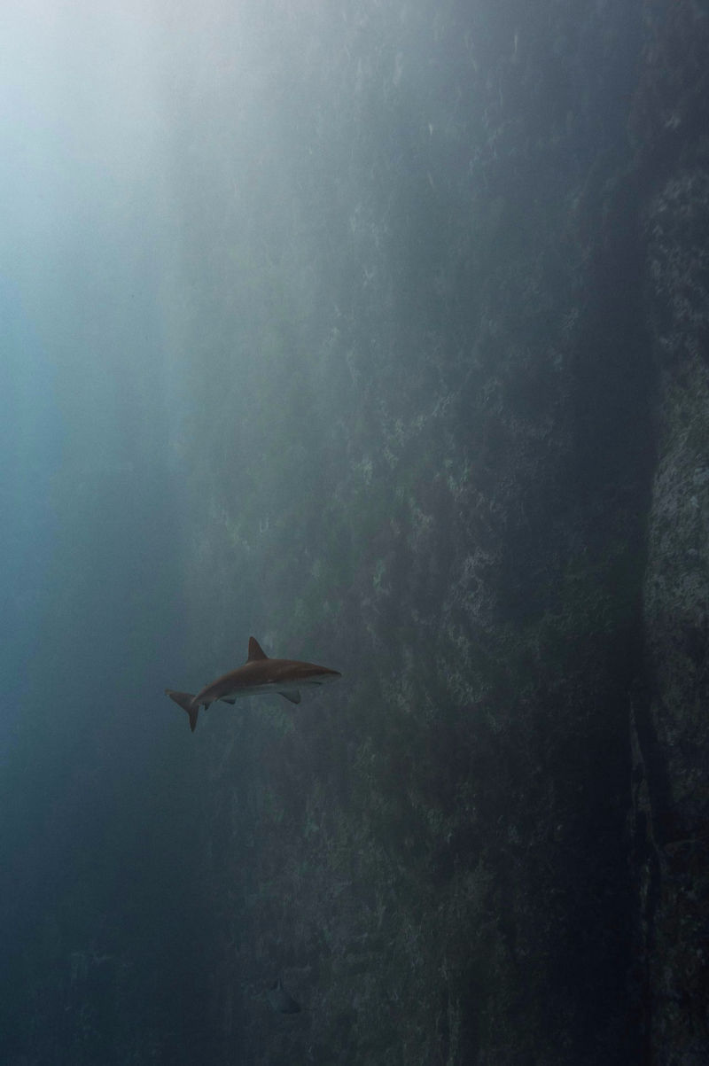 ÎLES GALAPAGOS / REQUIN