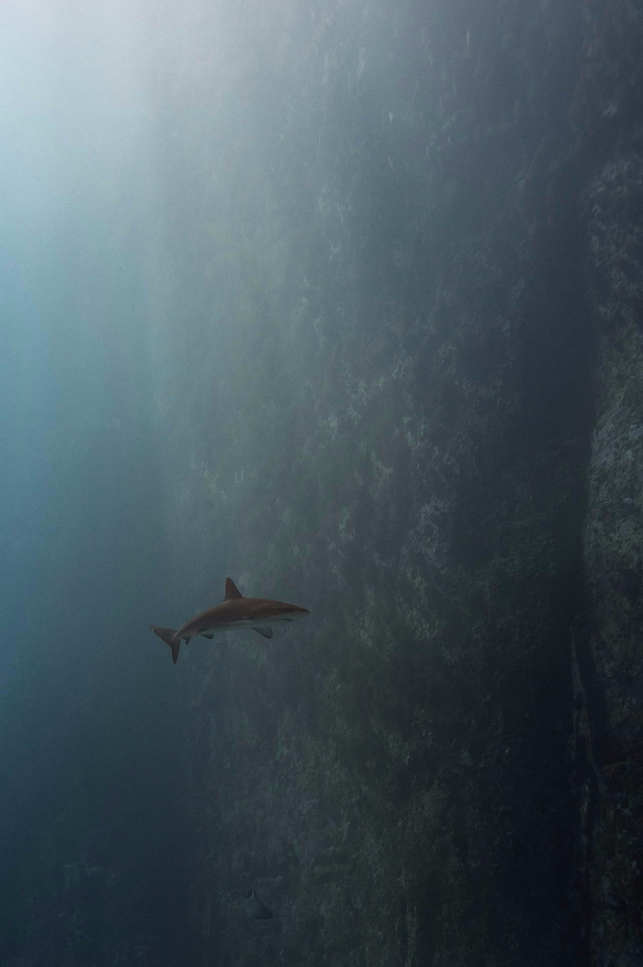 ÎLES GALAPAGOS / REQUIN