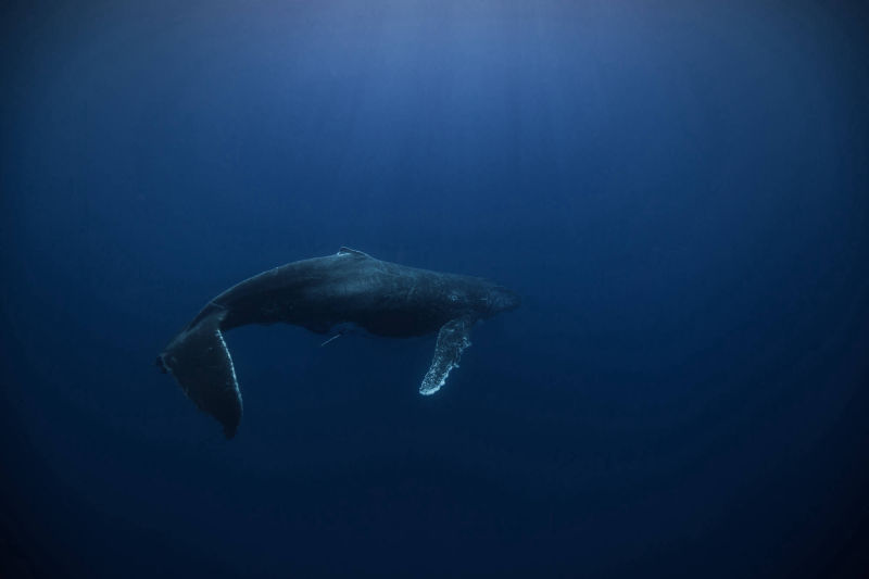 ÎLE DE LA RÉUNION / BALEINE À BOSSE