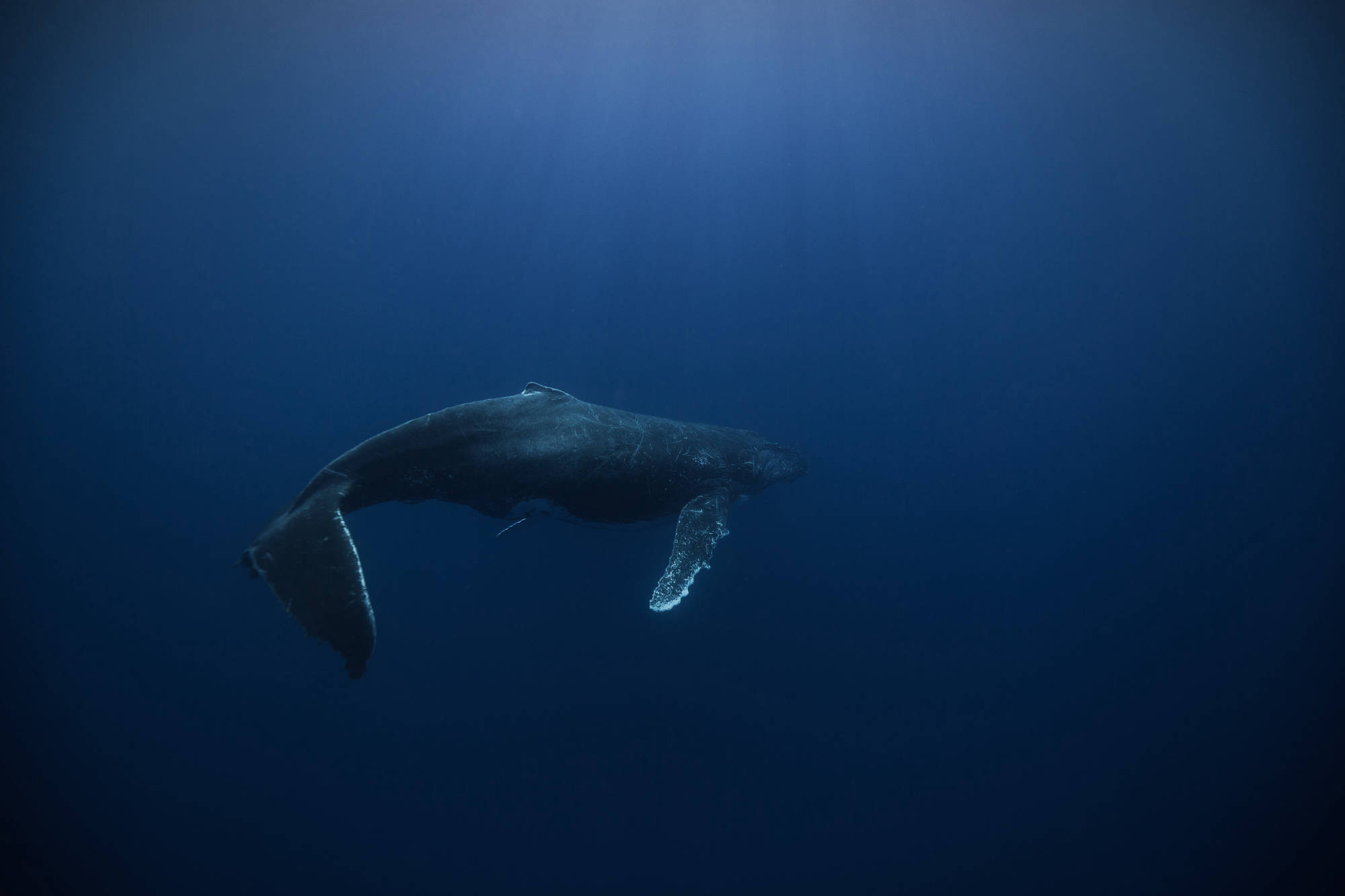 ÎLE DE LA RÉUNION / BALEINE À BOSSE