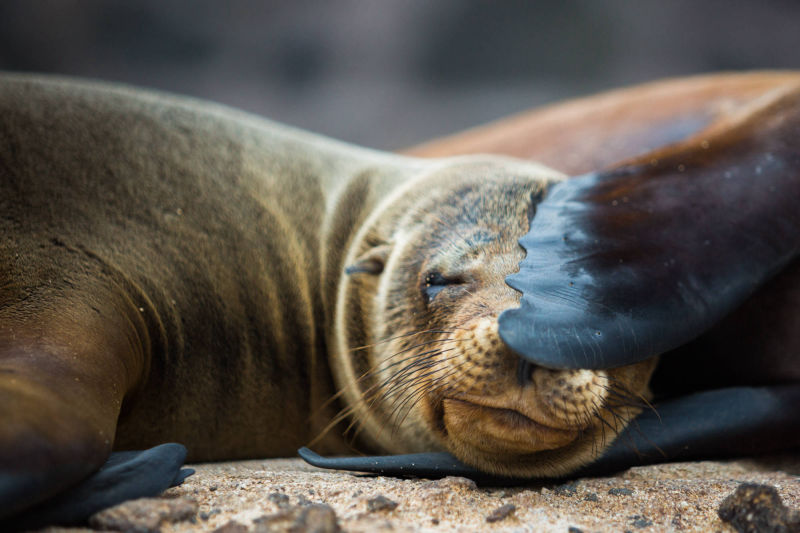 ÎLES GALAPAGOS / LION DE MER