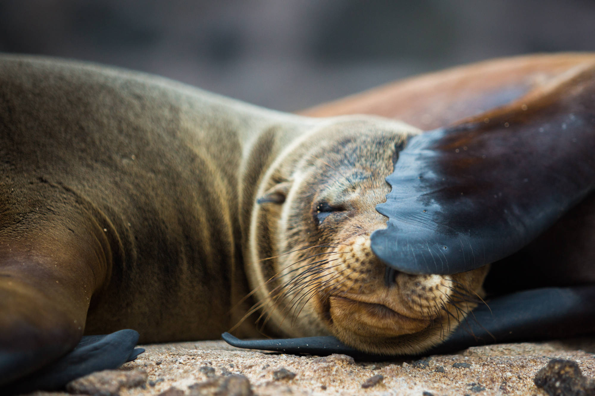 ÎLES GALAPAGOS / LION DE MER