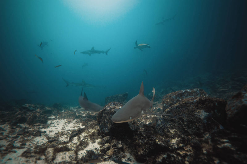 ÎLES GALAPAGOS / REQUIN