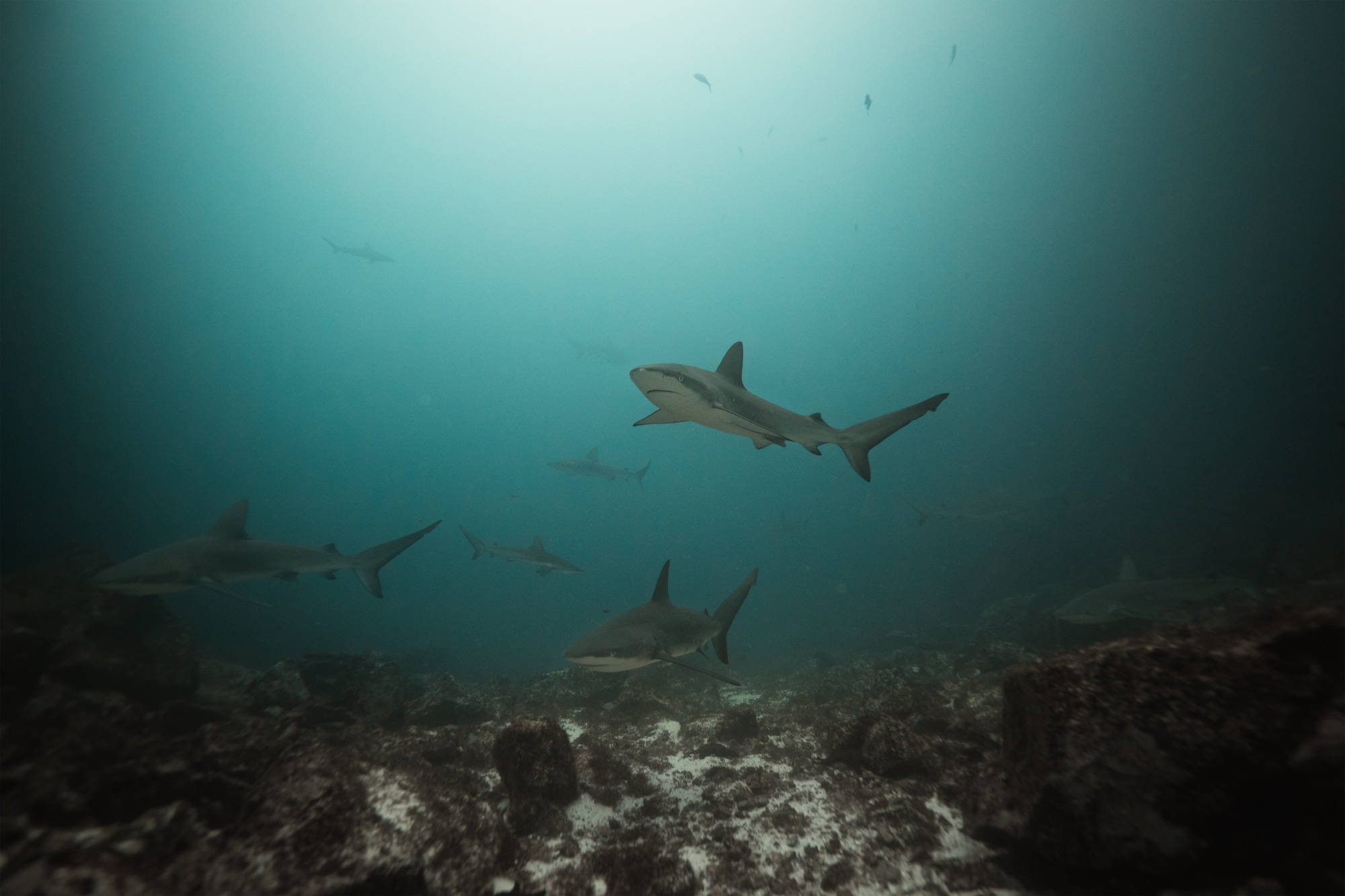 ÎLES GALAPAGOS / REQUINS