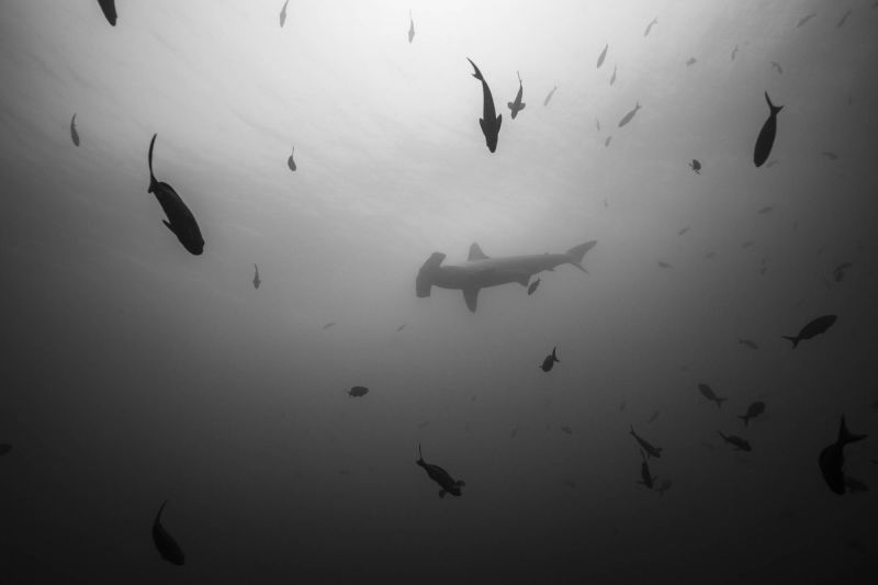 ÎLES GALAPAGOS / REQUIN MARTEAU