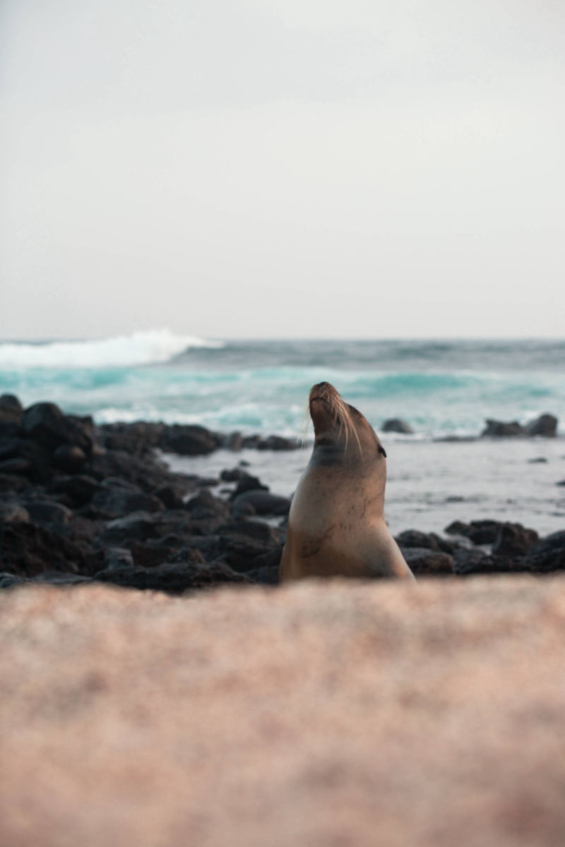 ÎLES GALAPAGOS / LION DE MER