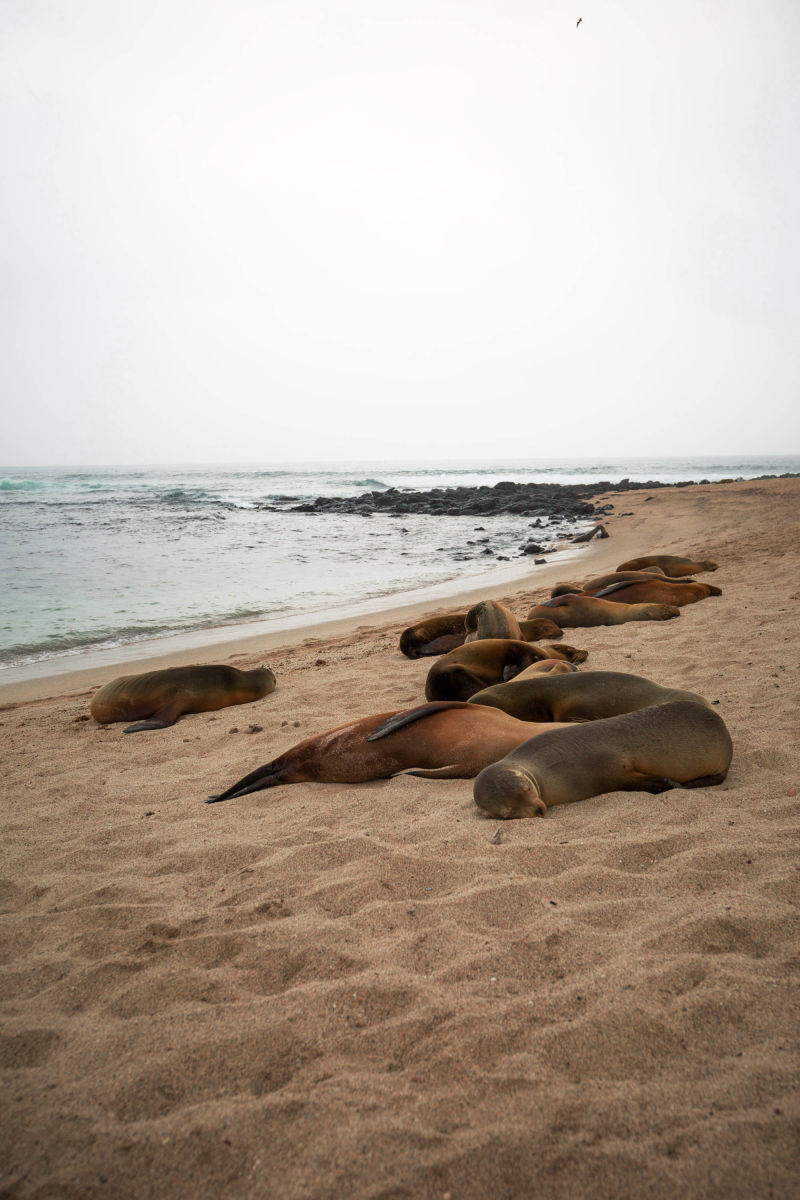 ÎLES GALAPAGOS / LION DE MER