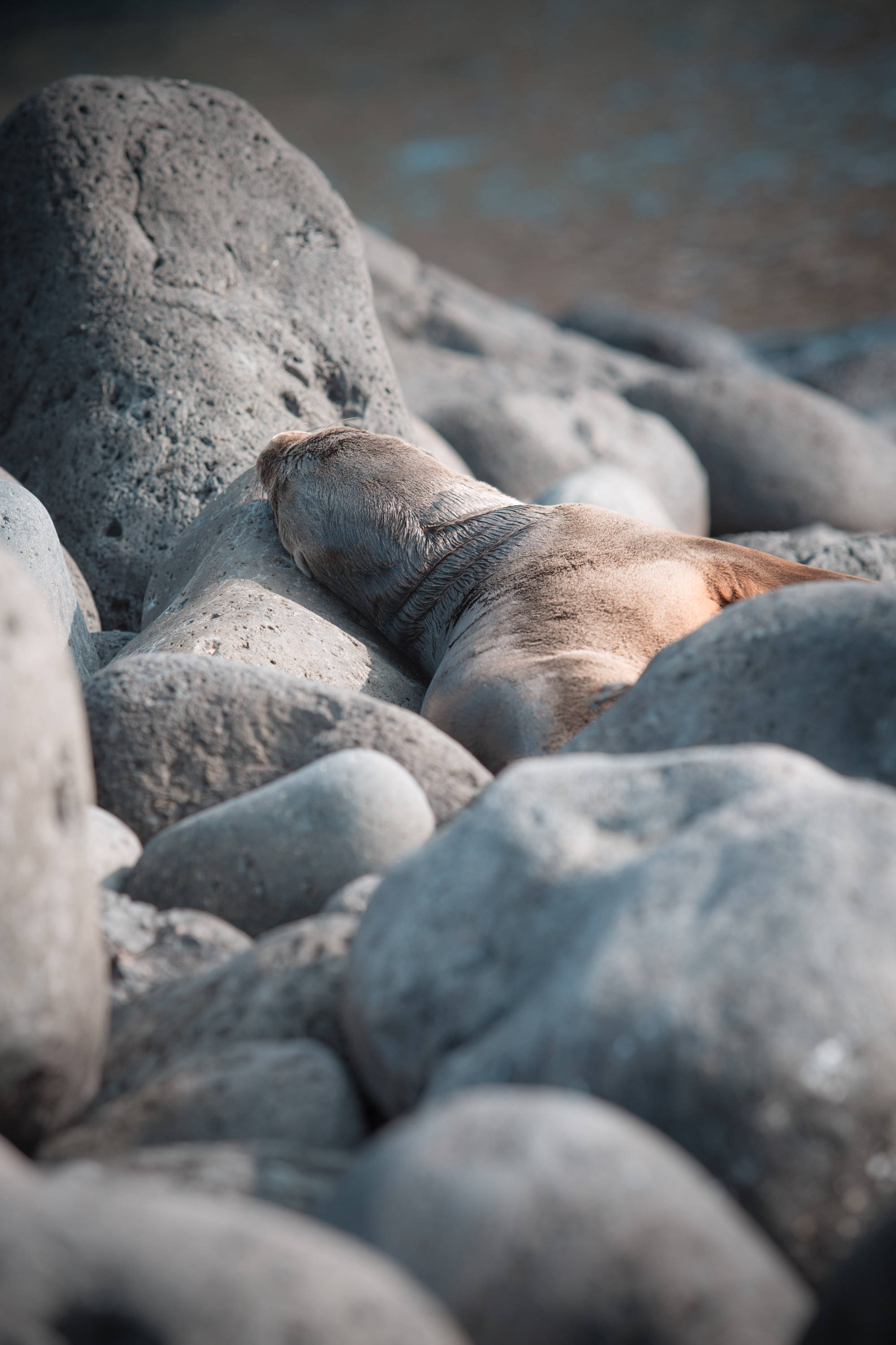 ÎLES GALAPAGOS / LION DE MER