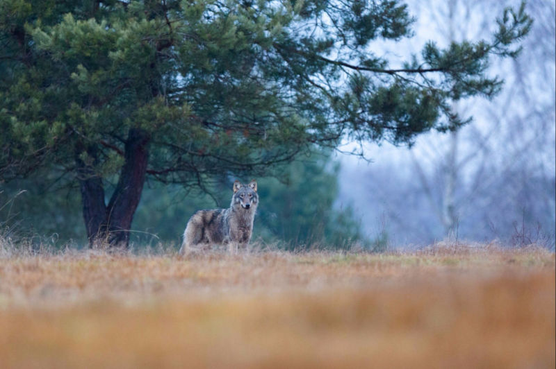 FRANCE / RENARD