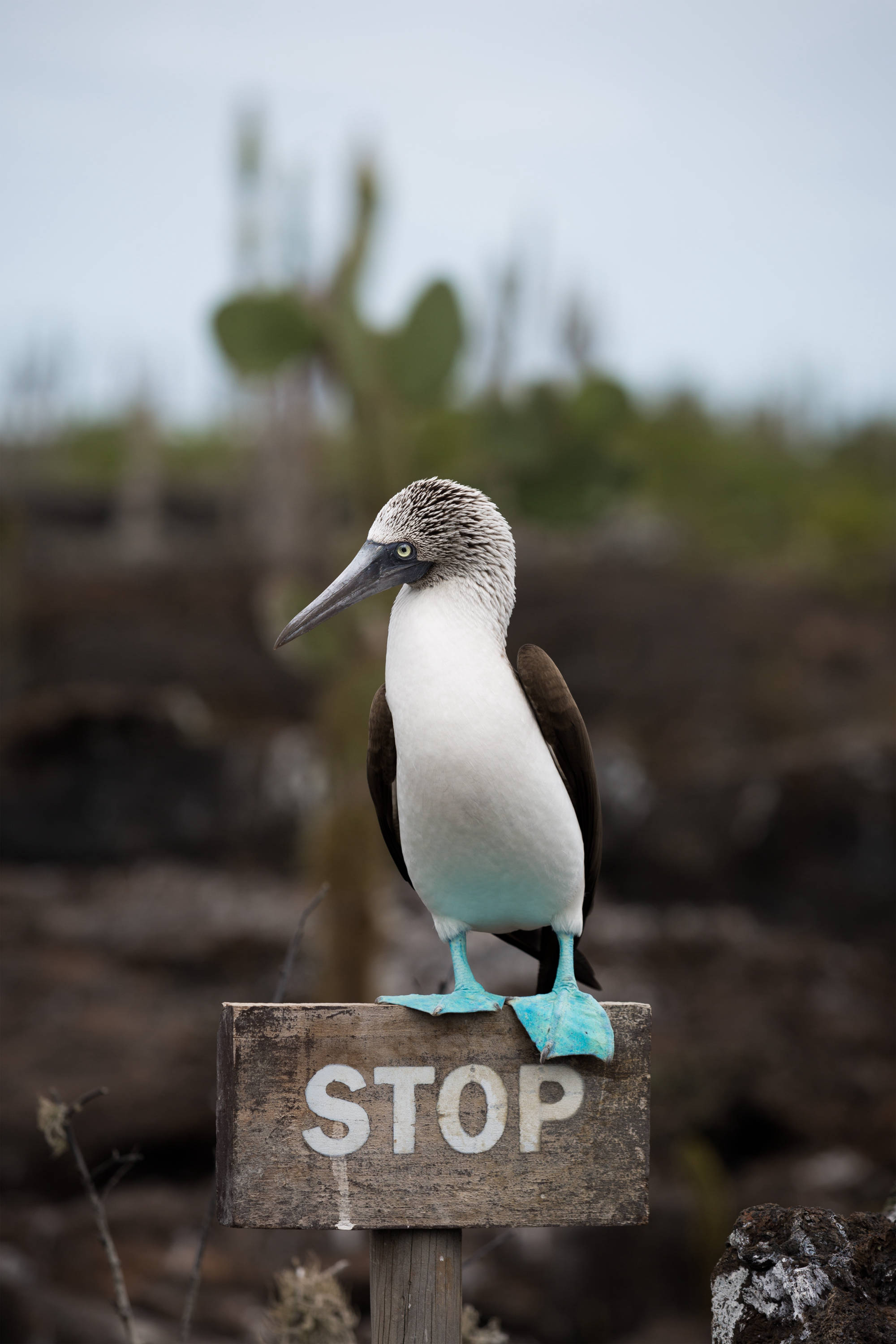 ÎLES GALAPAGOS / FOU À PIEDS BLEUS