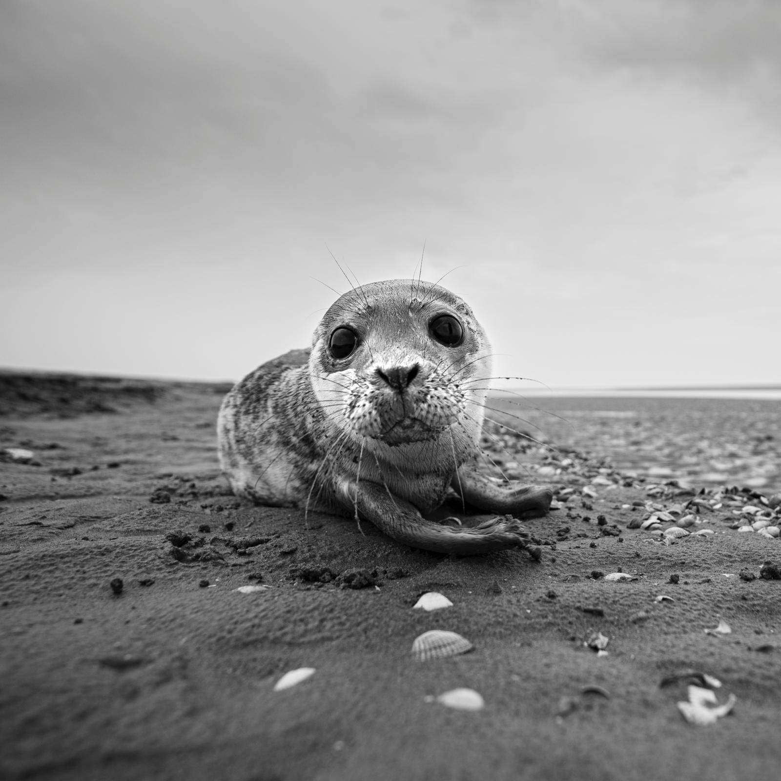 FRANCE / BAIE DE SOMME / PHOQUE