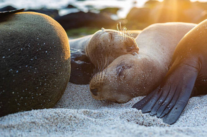 ÎLES GALAPAGOS / LION DE MER