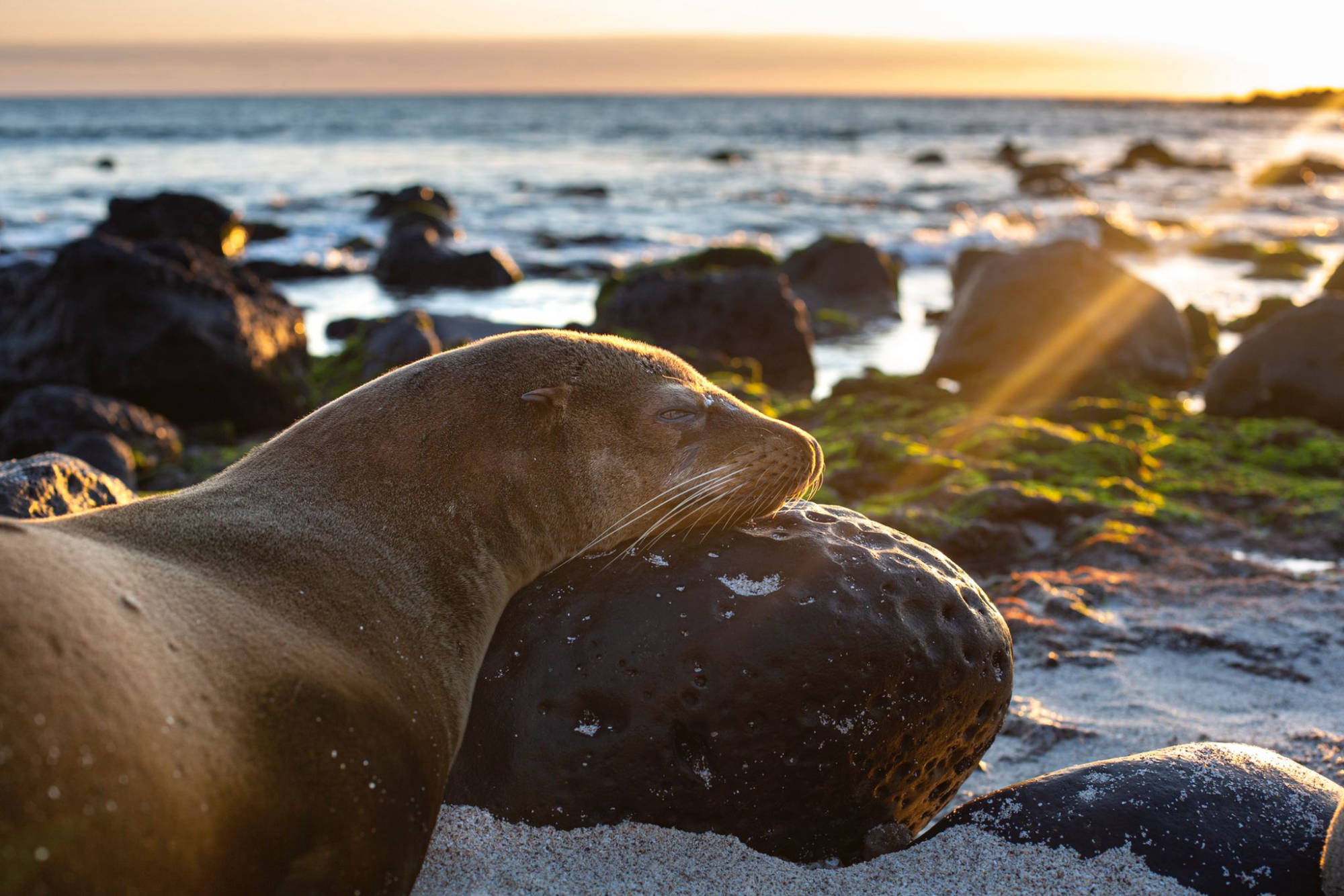 ÎLES GALAPAGOS / LION DE MER