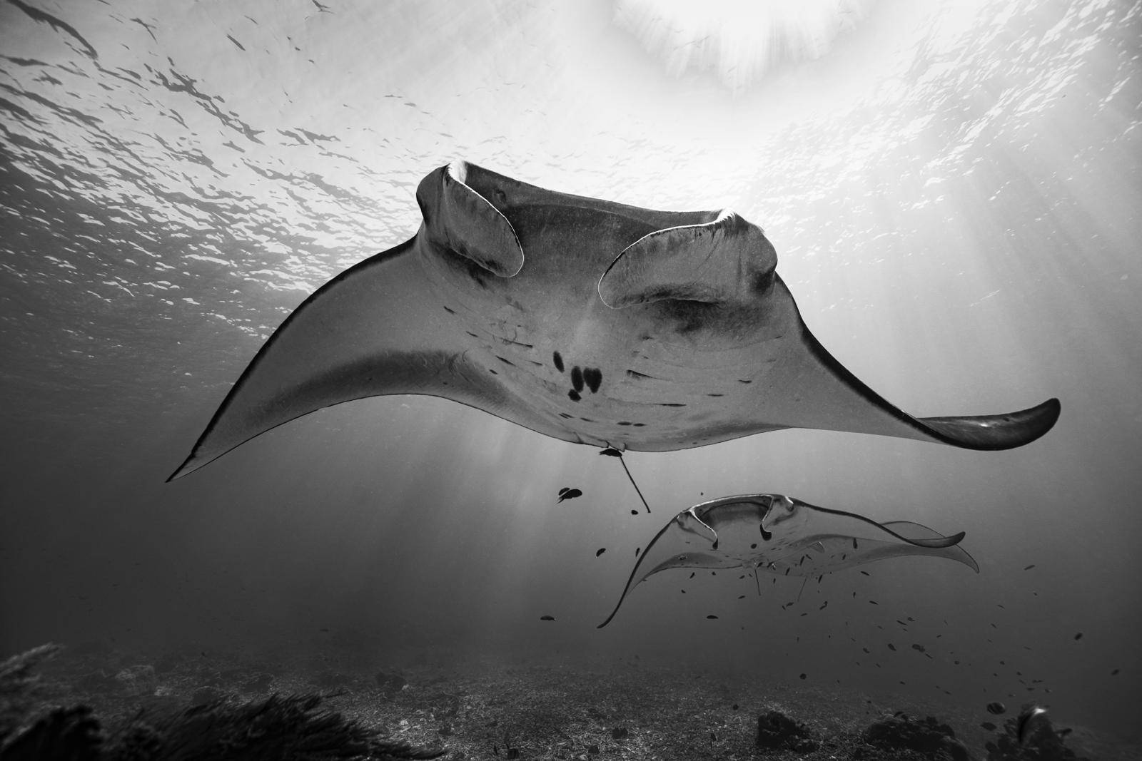 ÎLES GALAPAGOS / RAIE MANTA