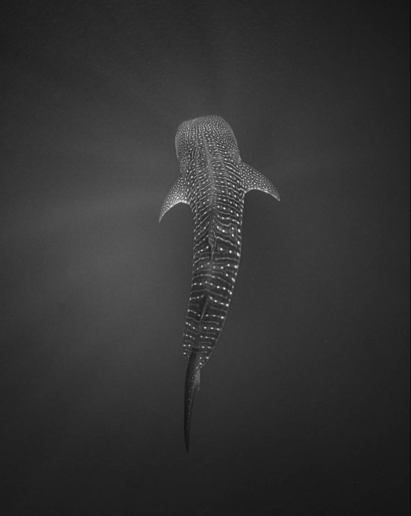 ÎLES GALAPAGOS / REQUIN BALEINE