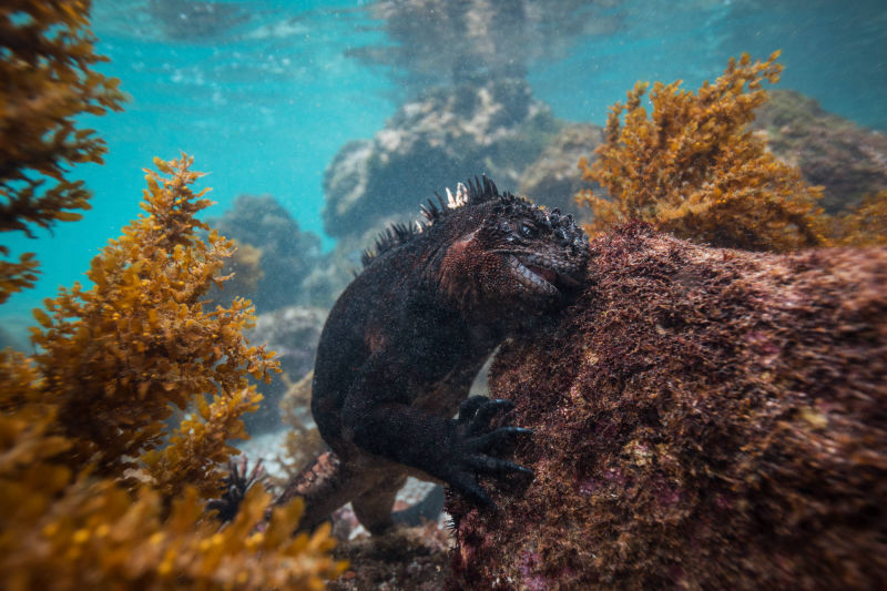 ÎLES GALAPAGOS / IGUANE