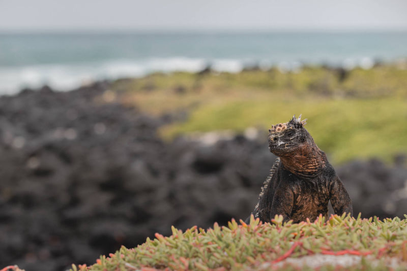 ÎLES GALAPAGOS / IGUANE