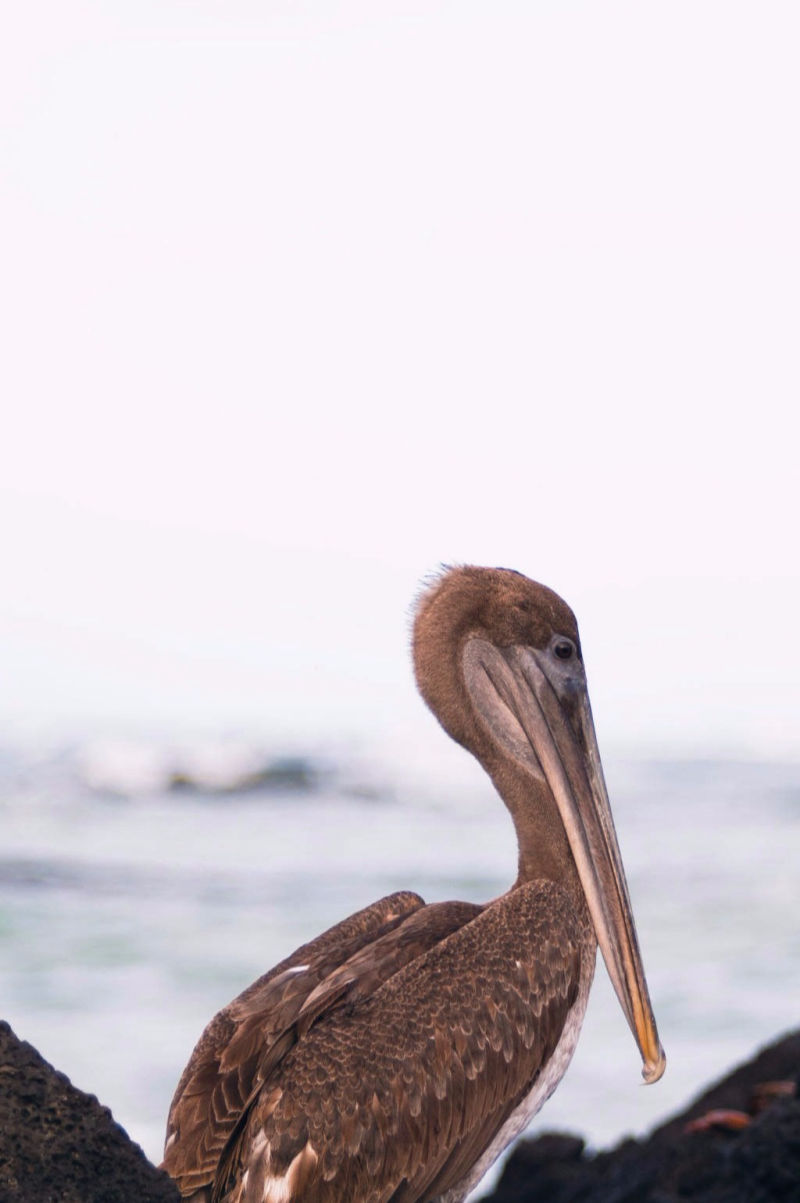 ÎLES GALAPAGOS / PÉLICAN