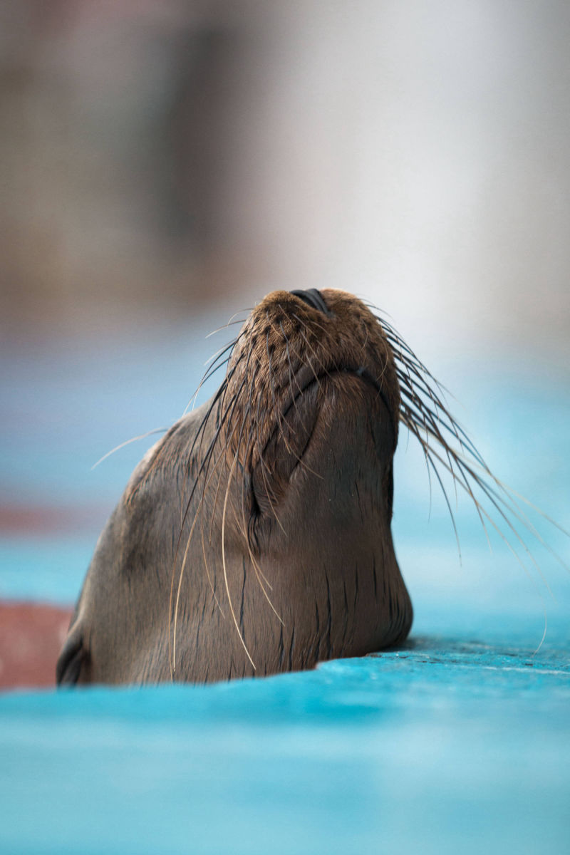 ÎLES GALAPAGOS / LION DE MER