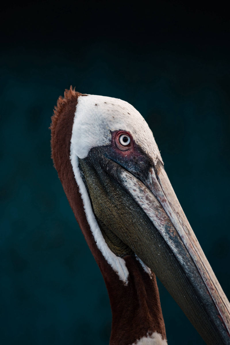 ÎLES GALAPAGOS / PÉLICAN