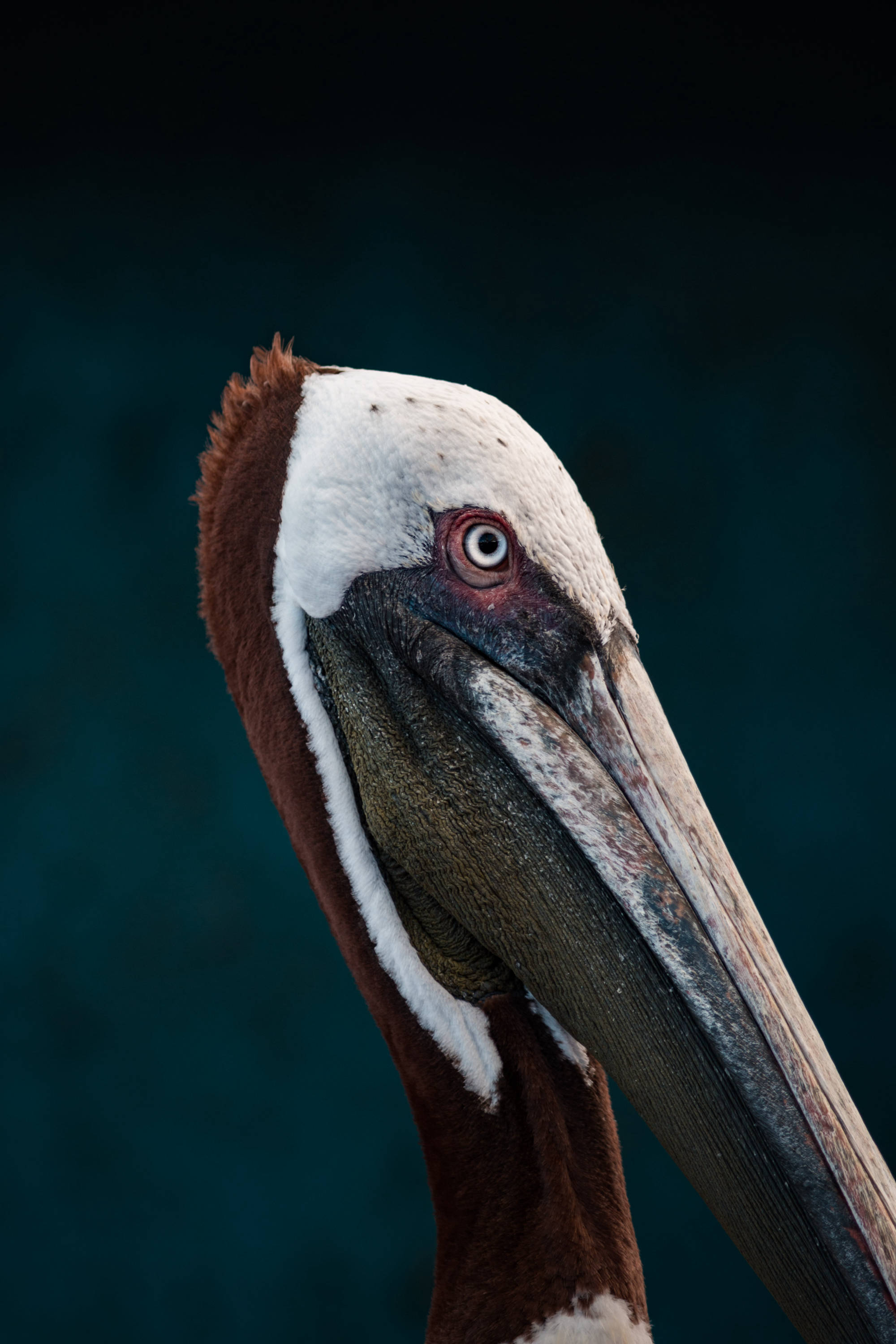 ÎLES GALAPAGOS / PÉLICAN