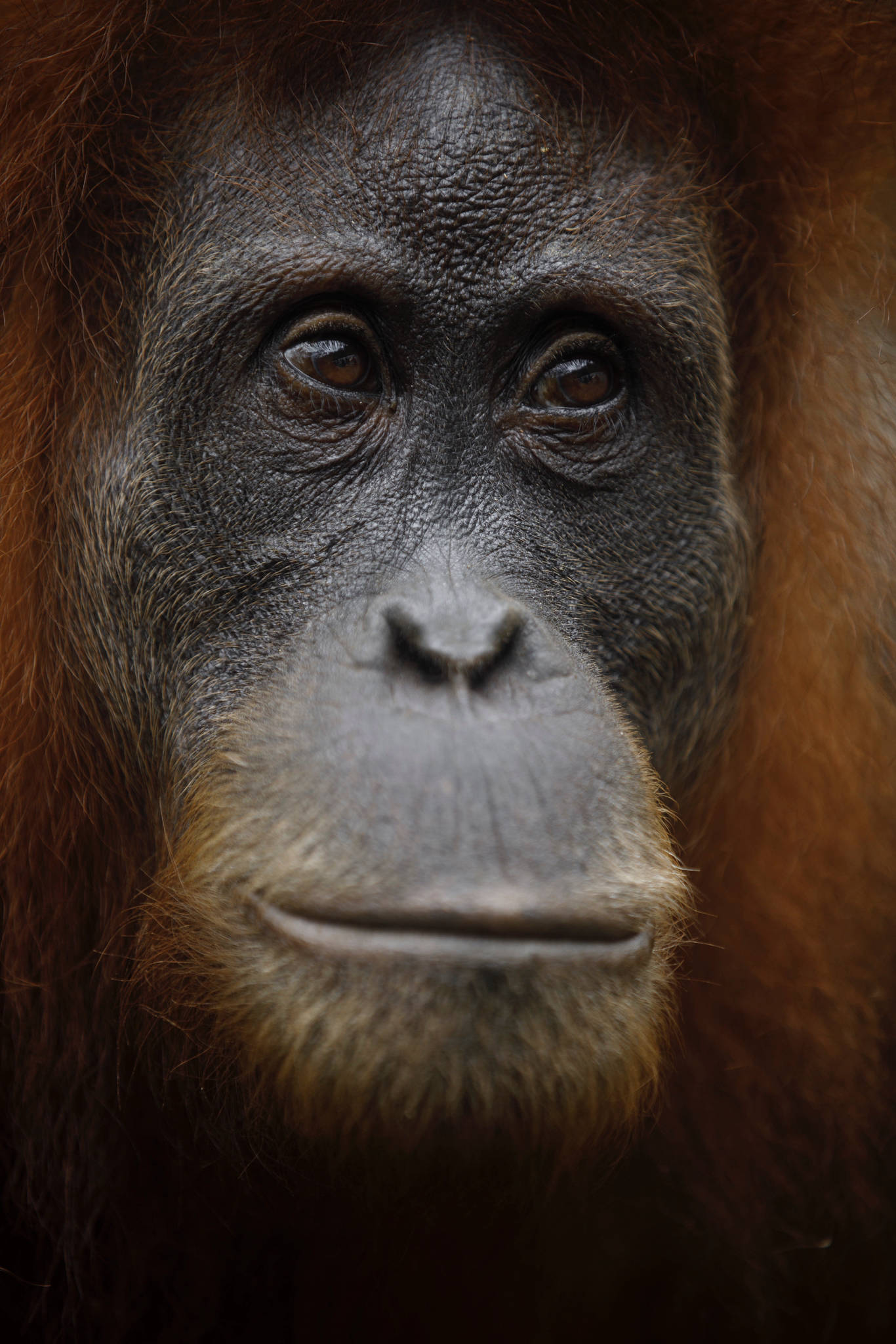 INDONÉSIE / SUMATRA / ORANG OUTAN