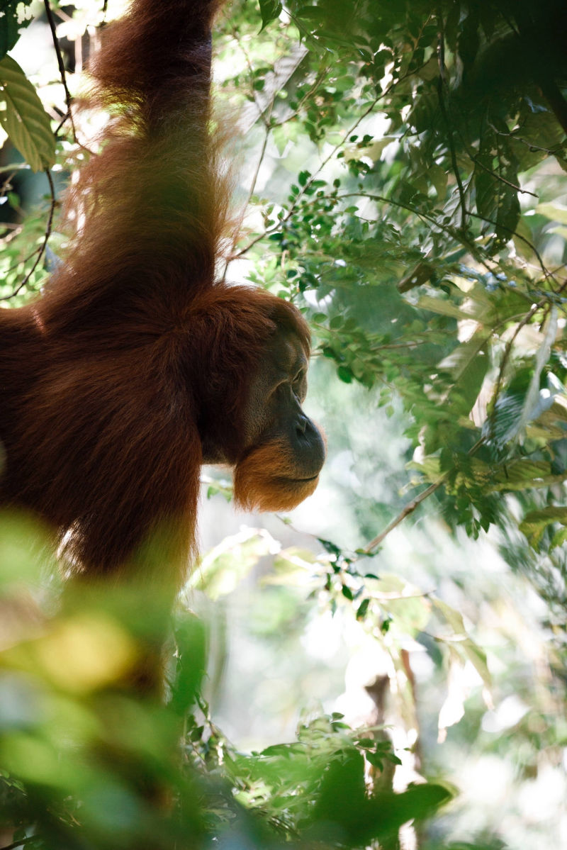 INDONÉSIE / SUMATRA / ORANG OUTAN