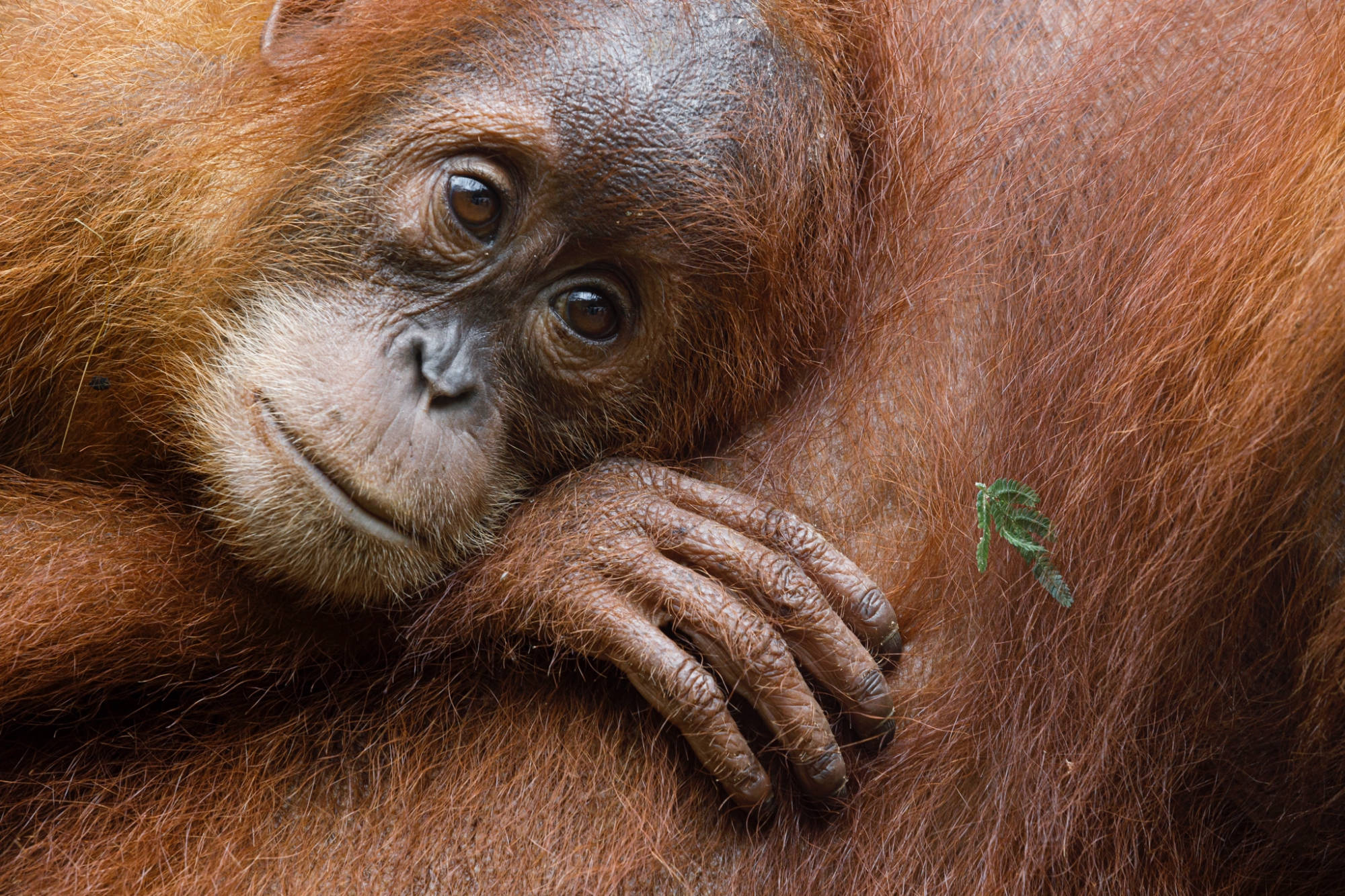 INDONÉSIE / SUMATRA / ORANG OUTAN