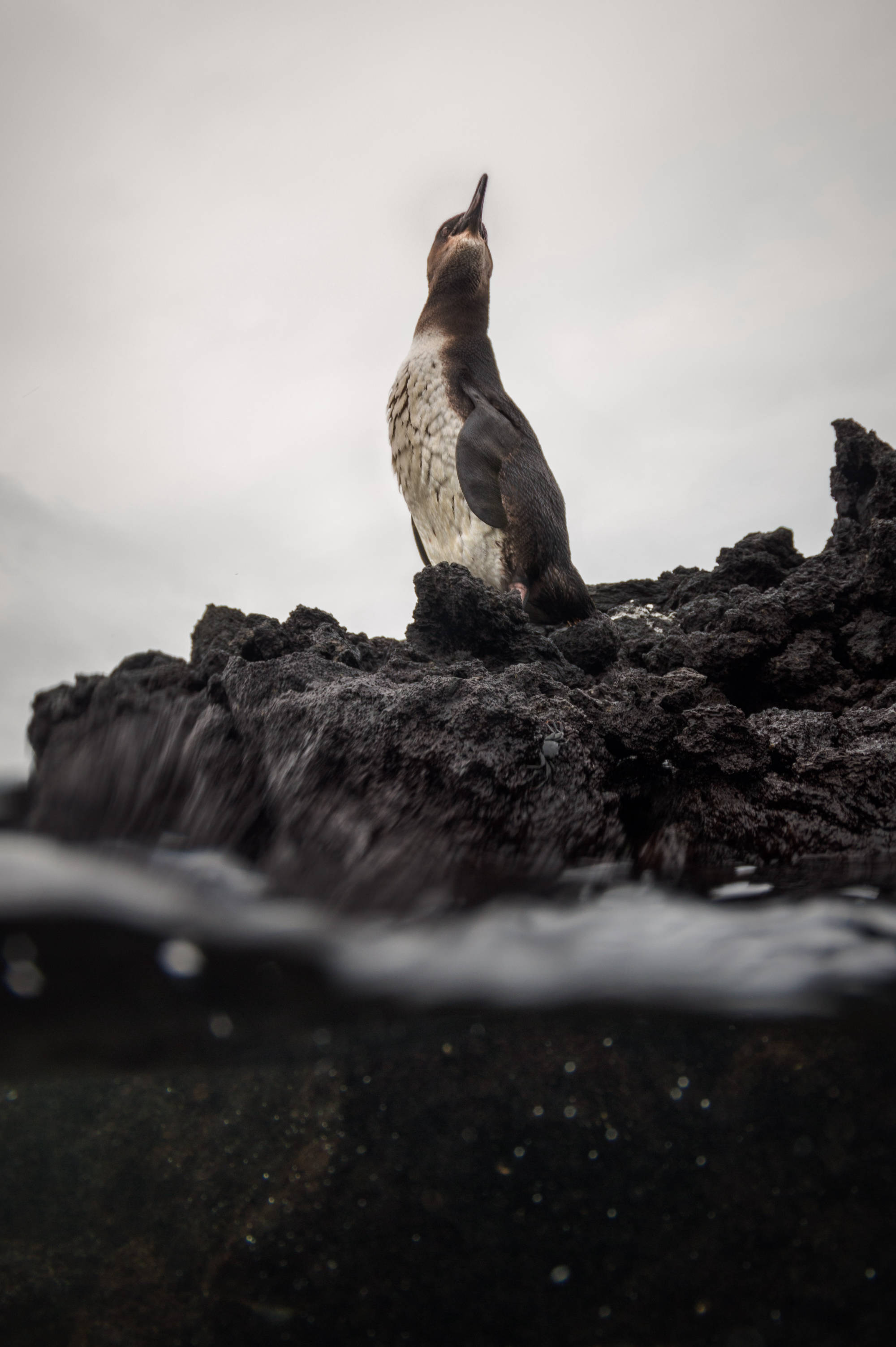 ÎLES GALAPAGOS / PINGOUIN